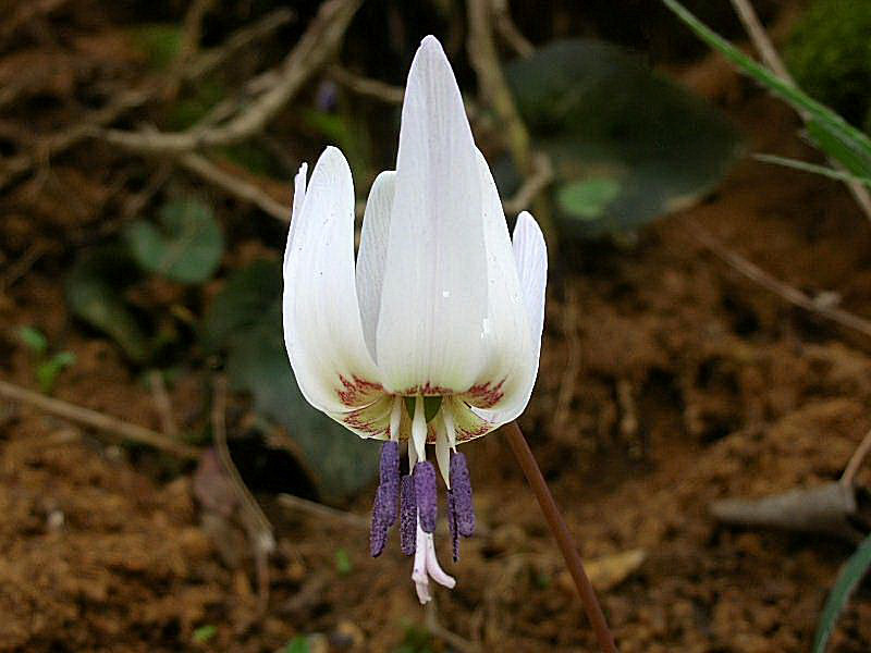 Erythronium dens-canis / Dente di cane